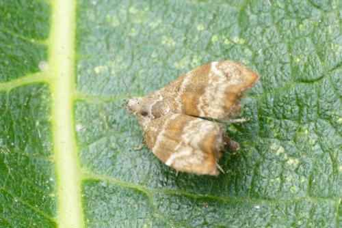 Réf. 263 974 : Choreutis nemorana